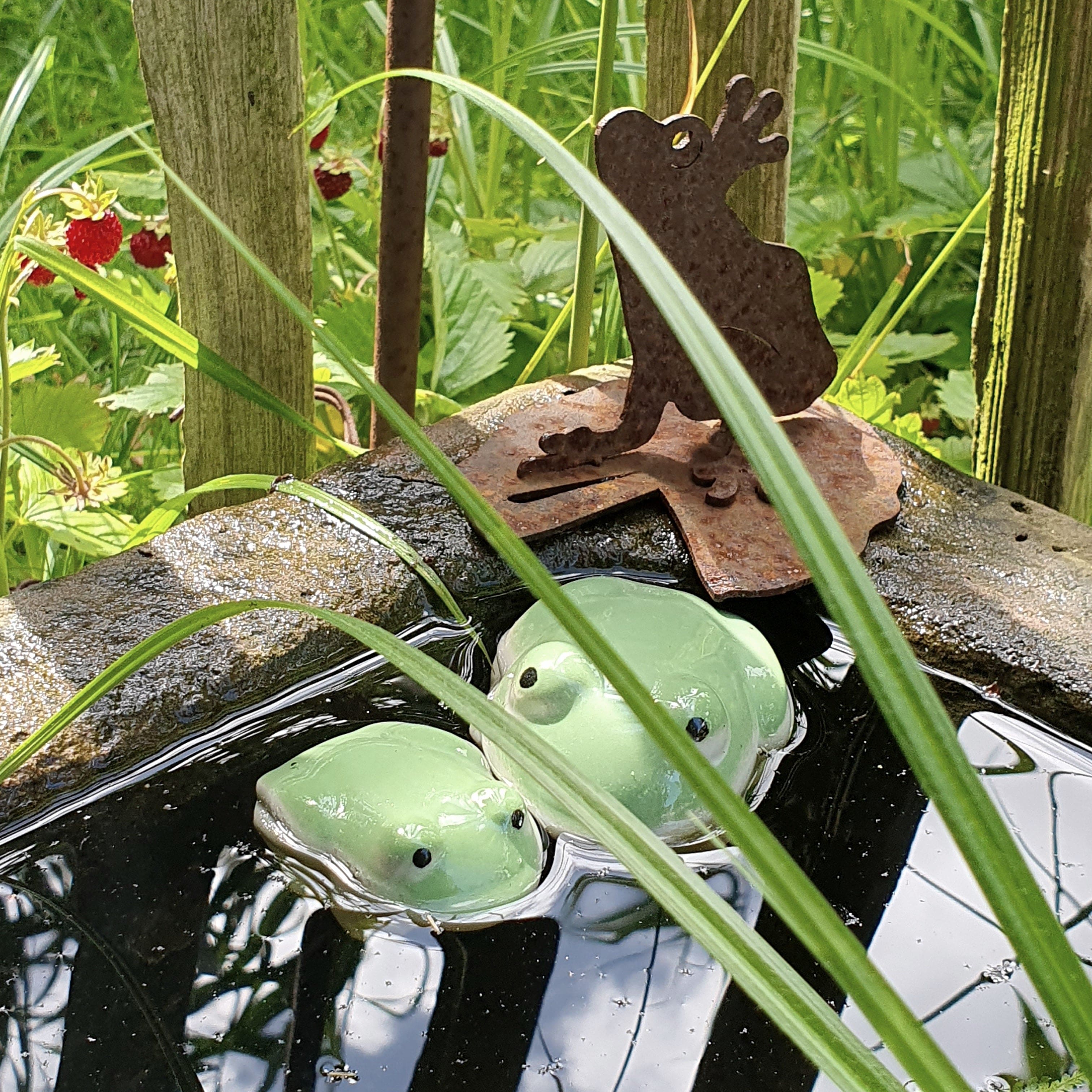Frosch zum Schwimmen