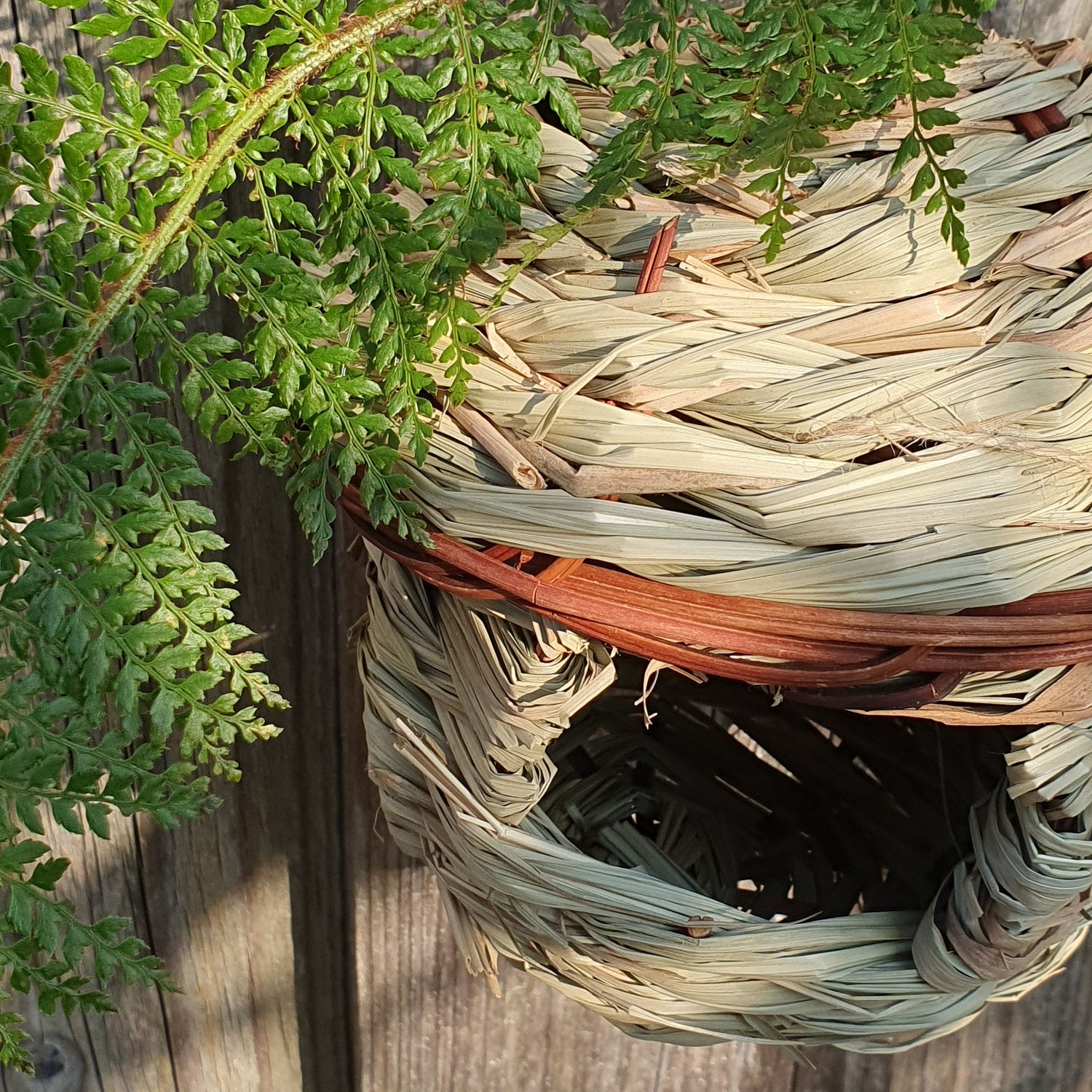 Vogelnest