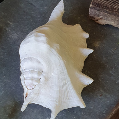 Muschel