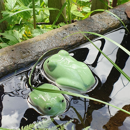 Frosch zum Schwimmen