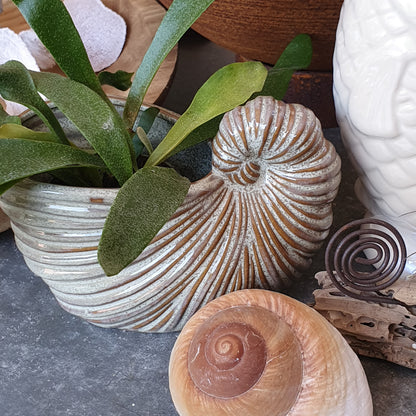Schnecken Vase