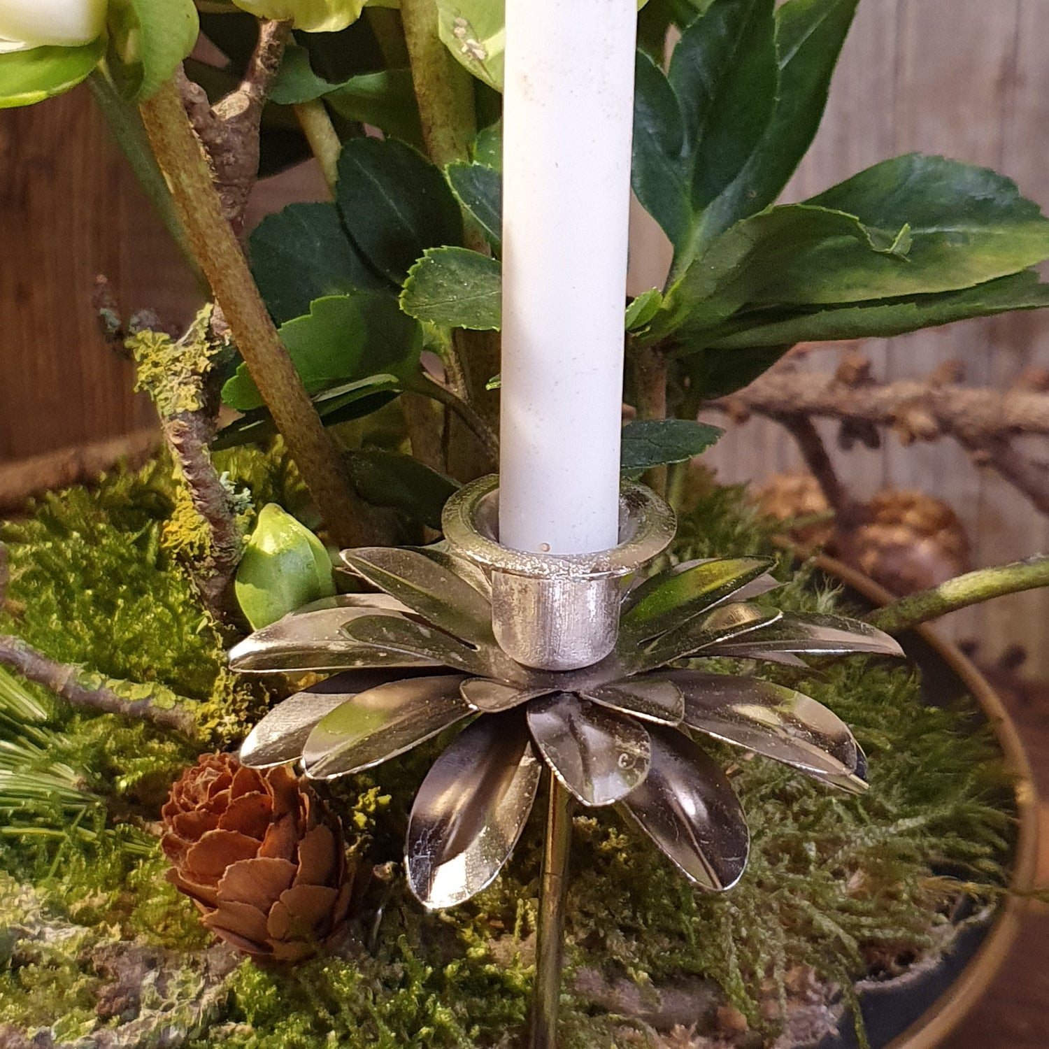 Kerzenpieker Blume