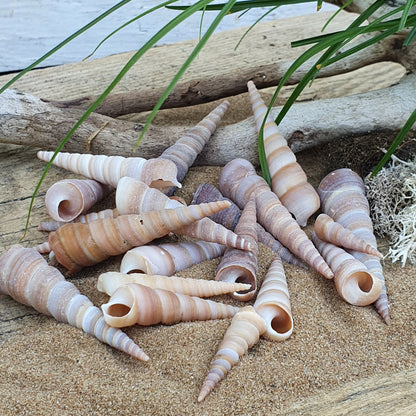 Schnecke Set