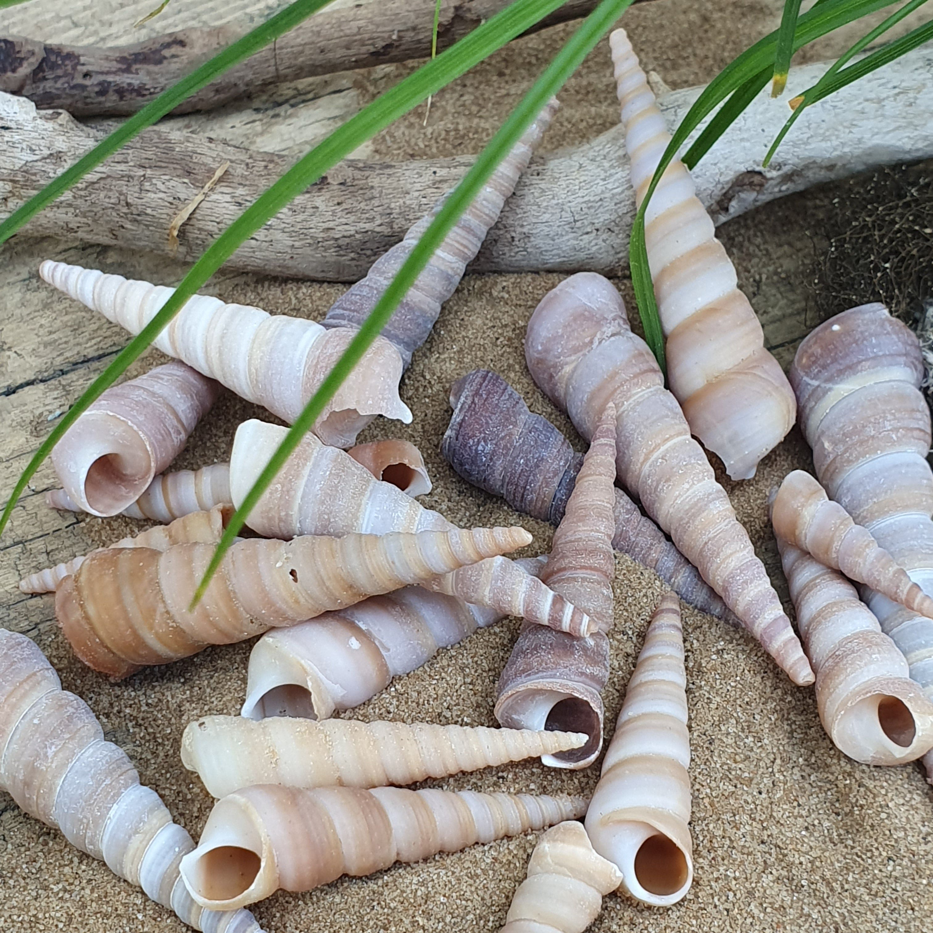 Schnecke Set