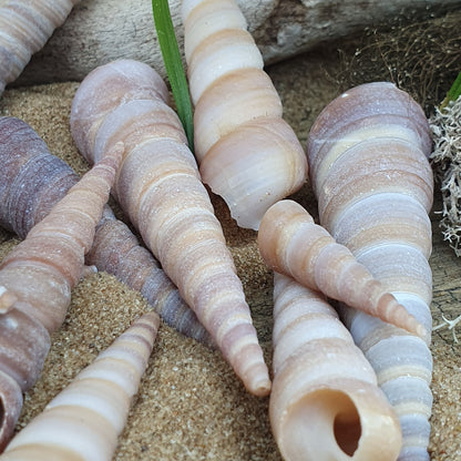 Schnecke Set