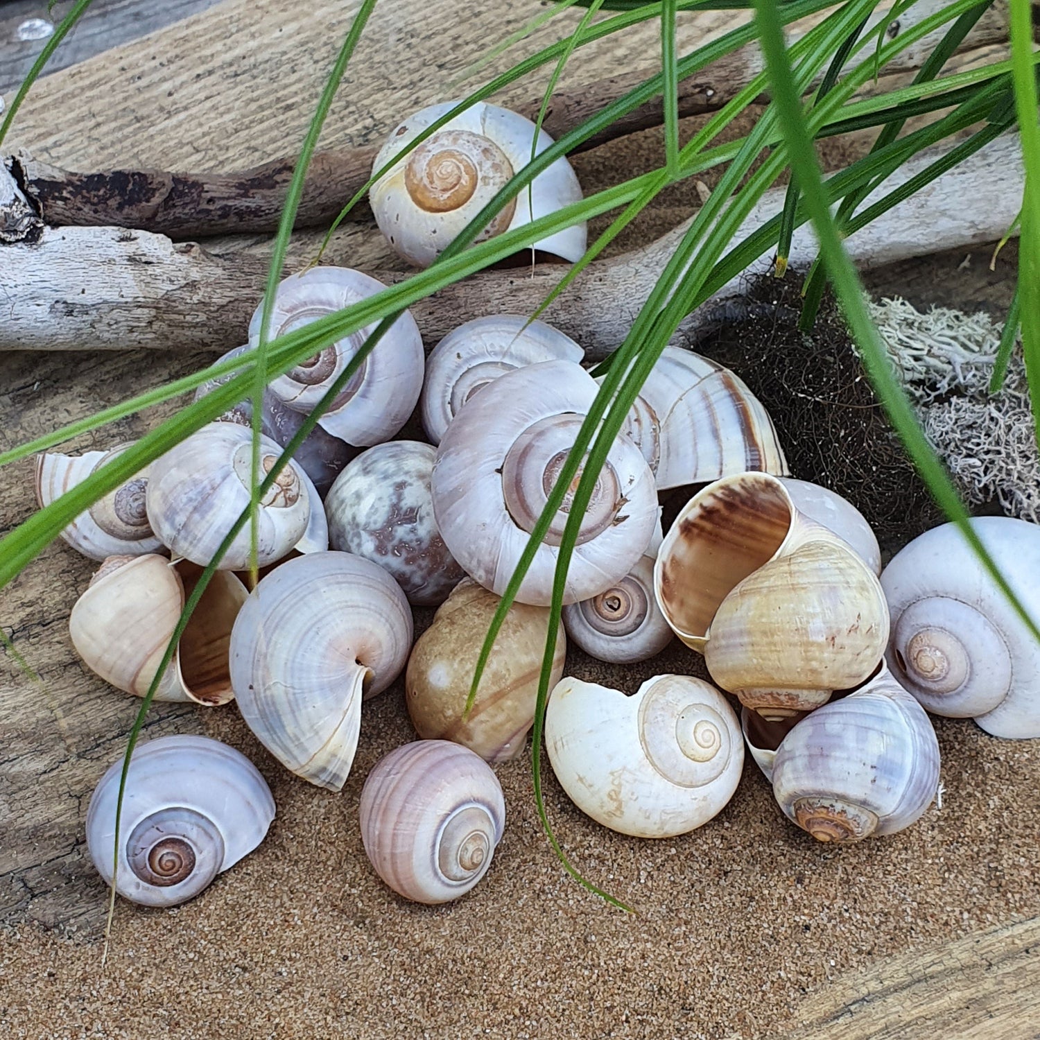 Schnecke Set