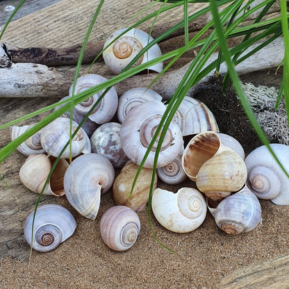 Schnecke Set
