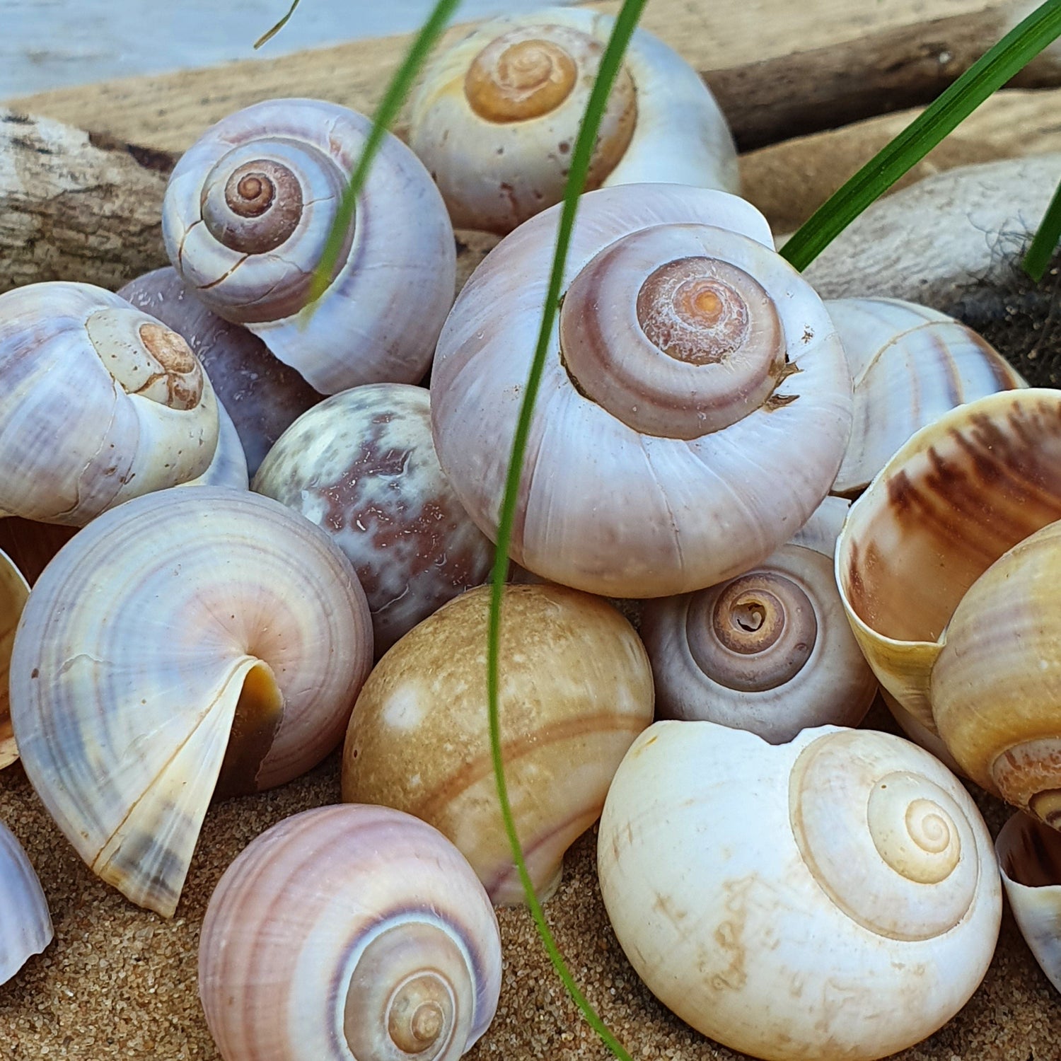 Schnecke Set