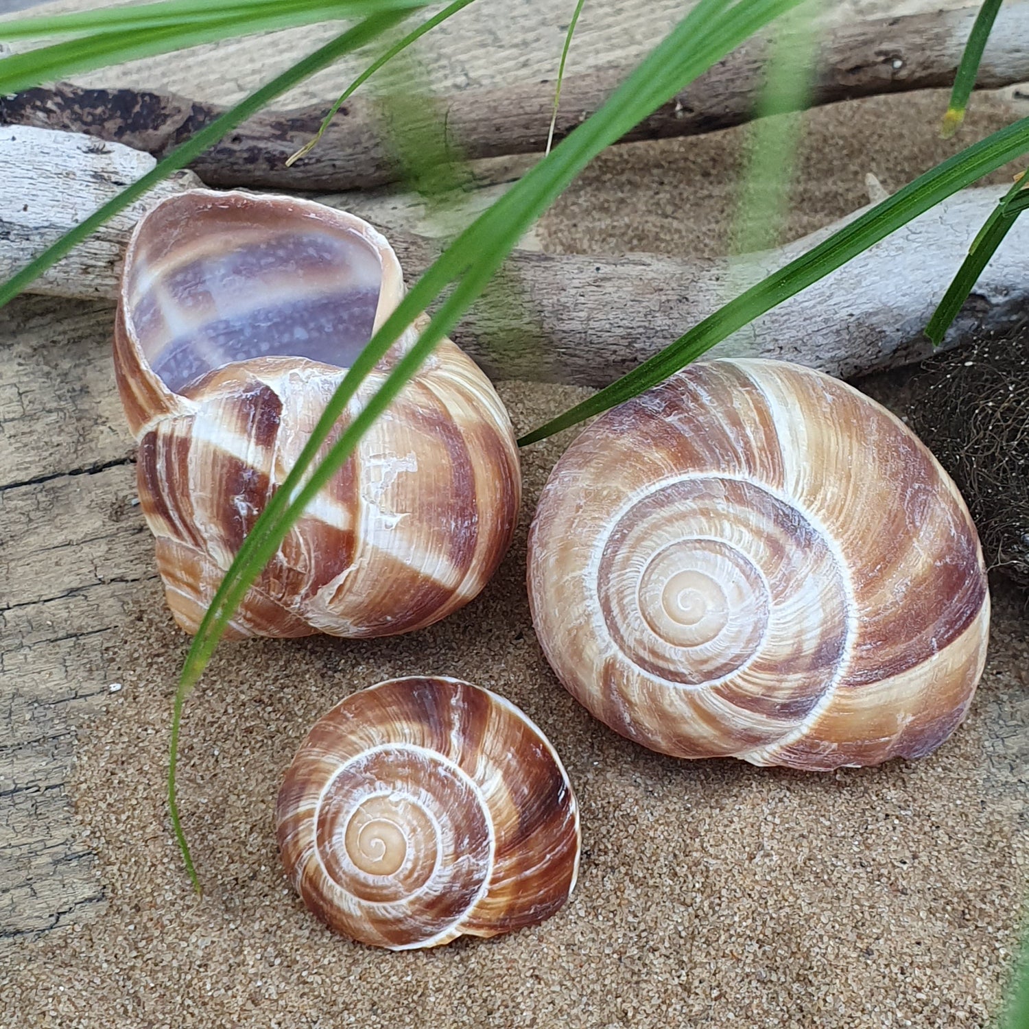 Schnecke