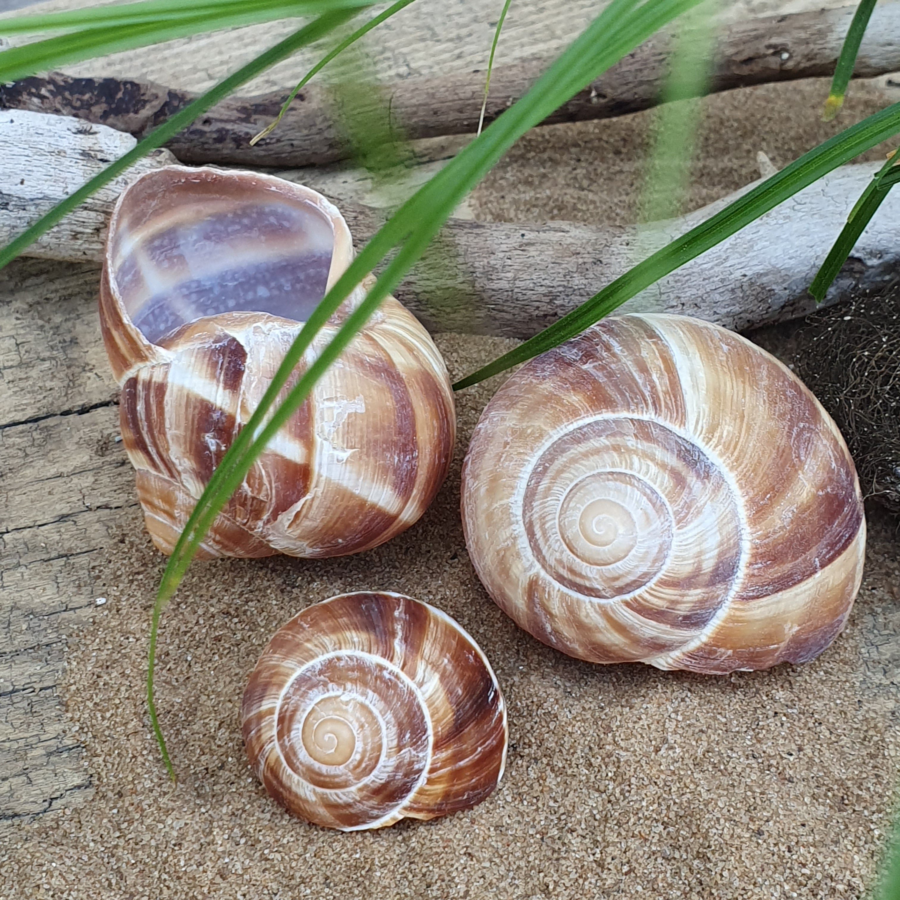 Schnecke