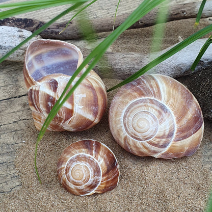 Schnecke
