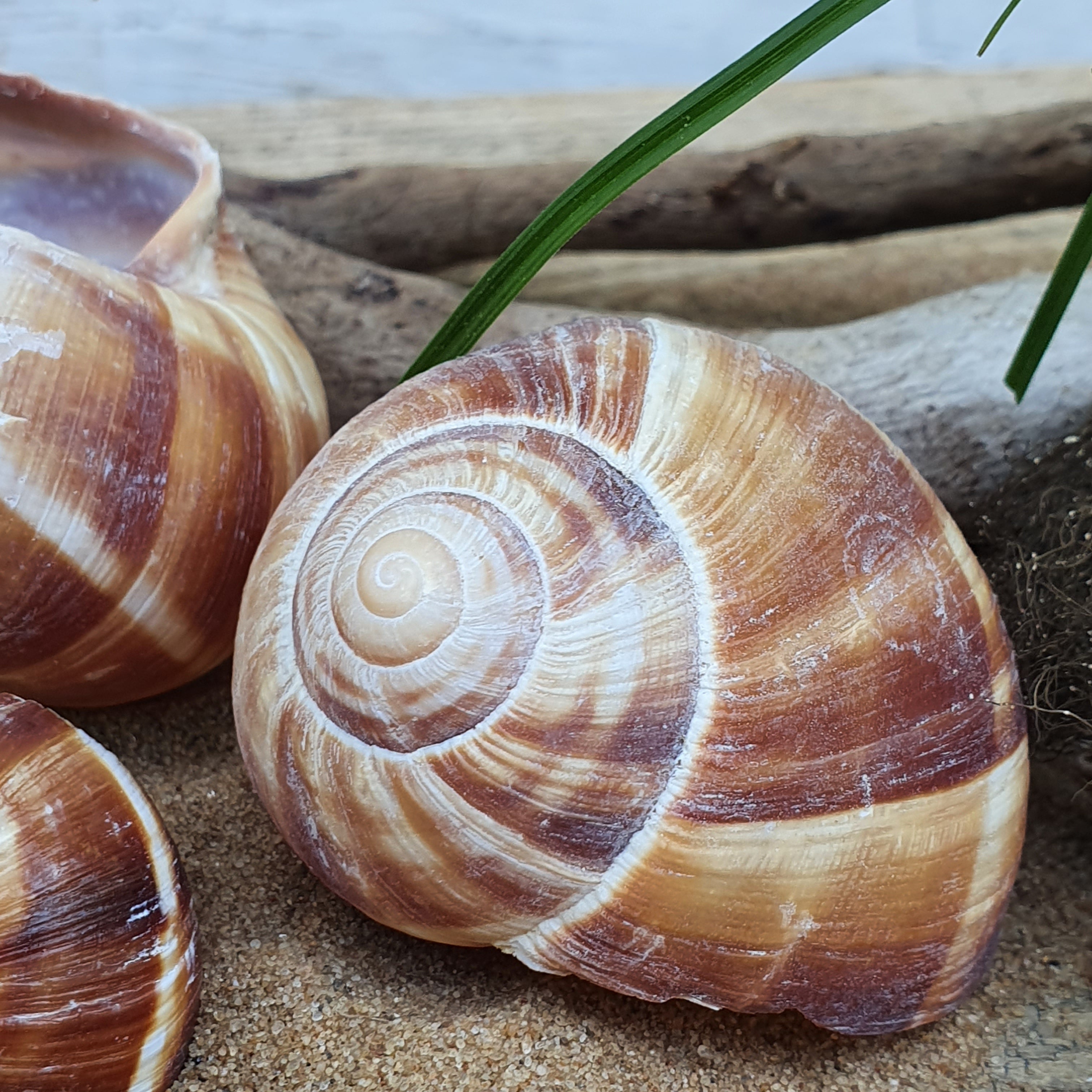 Schnecke
