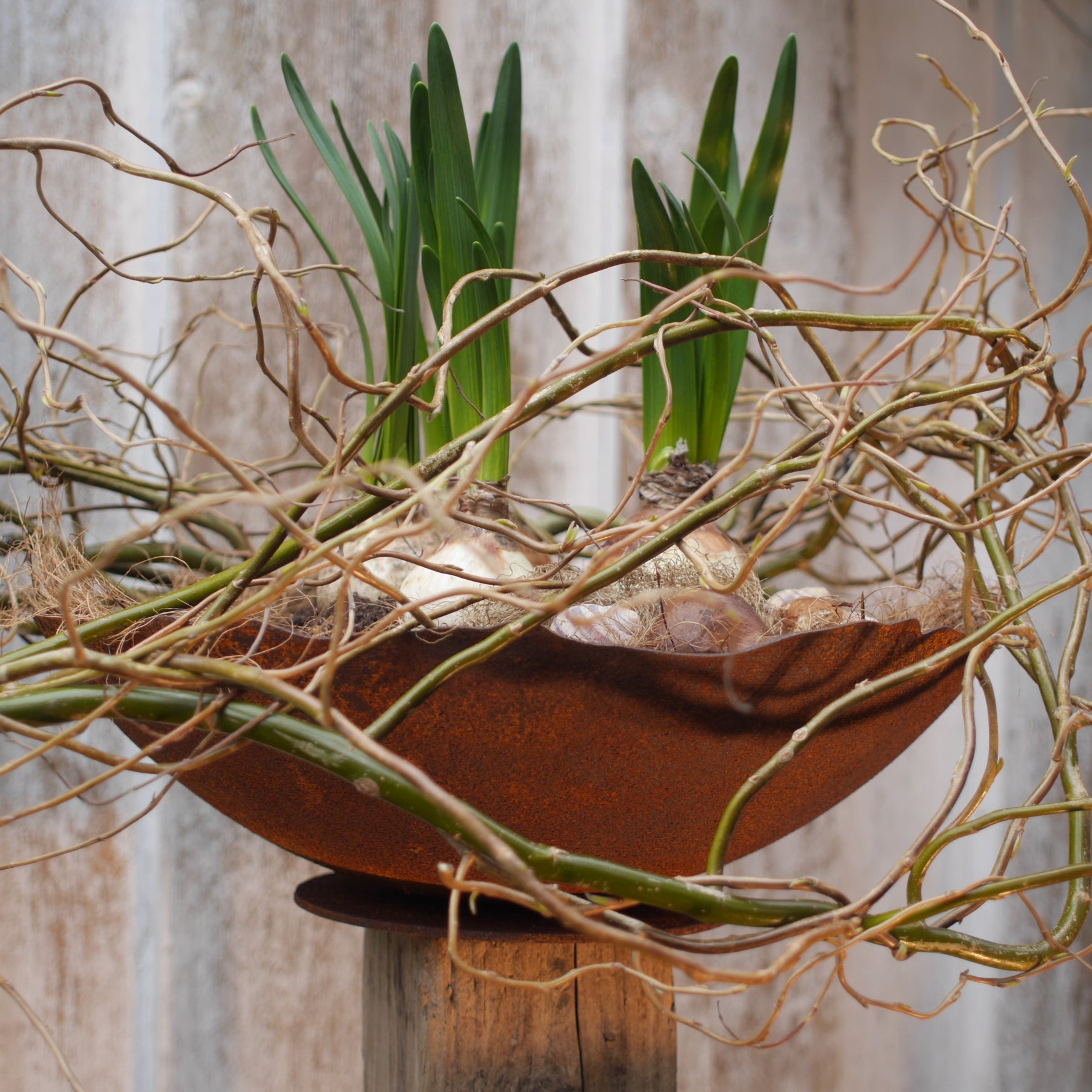 Schale Rost mit welligem Rand